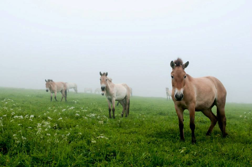 Rozsáhlé výběhy poskytují koním ideální podmínky k životu. Foto © Petr Jan Juračka